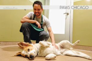 Volunteering at PAWS Chicago