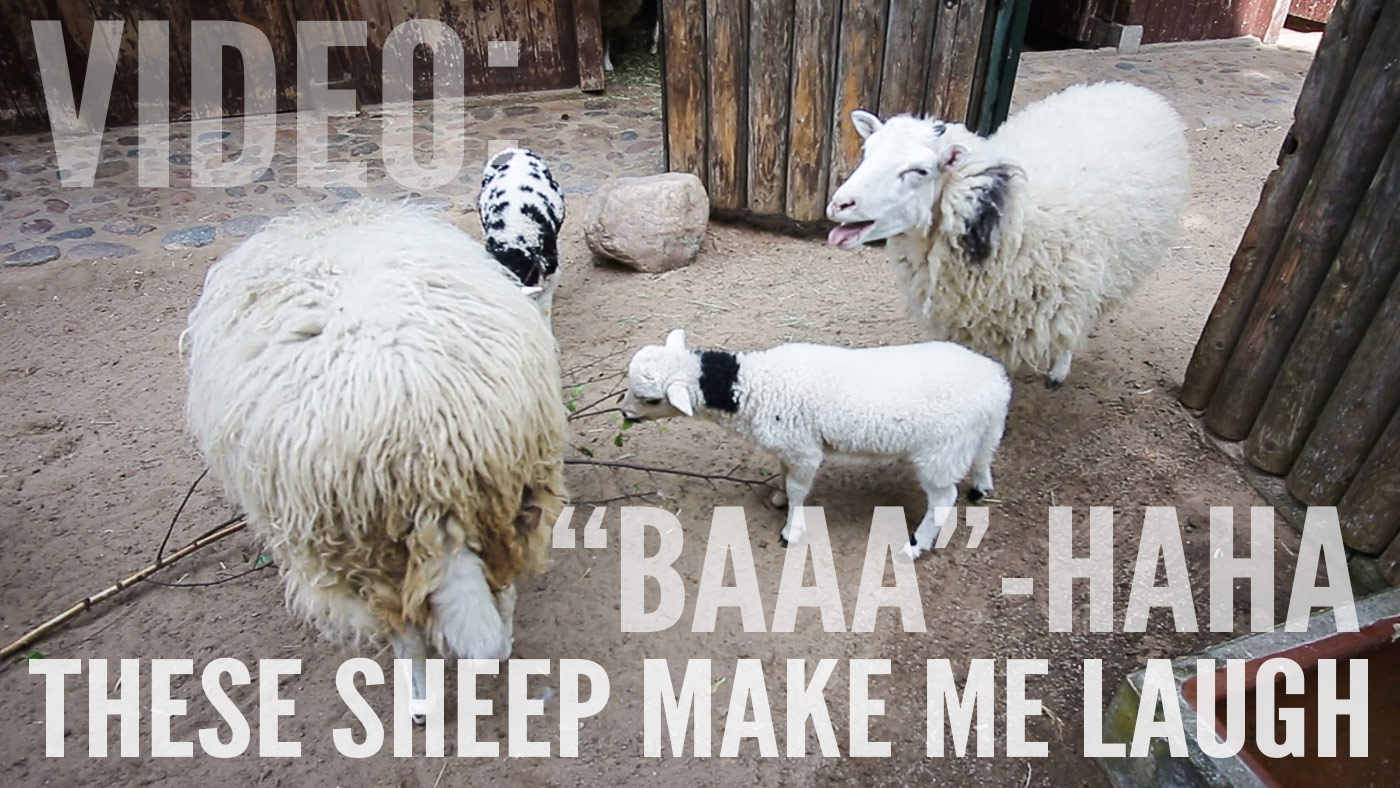 Video: "Baaa"-haha - These sheep make me laugh