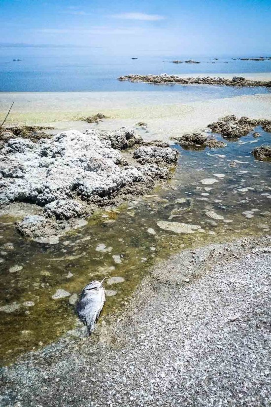 Salton Sea, California, USA on northtosouth.us