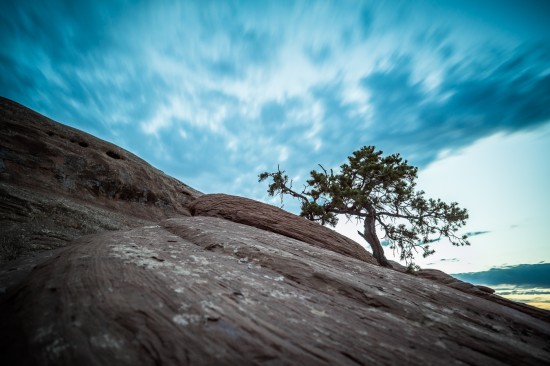 Tree at Arches National Park, Utah, USA on northtosouth.us