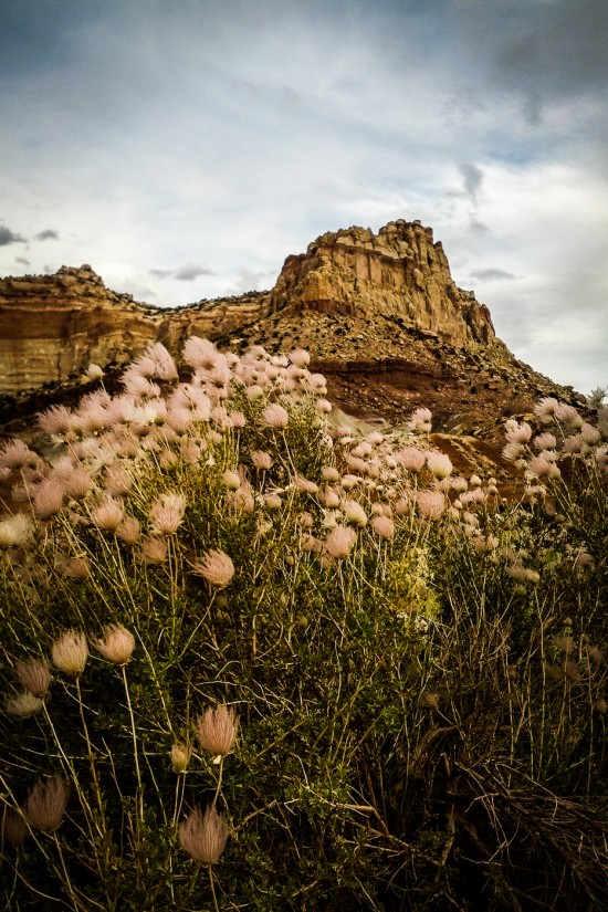 Capitol Reef National Park plant life on northtosouth.us