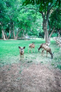 Mule deer at Capitol Reef National Park on northtosouth.us