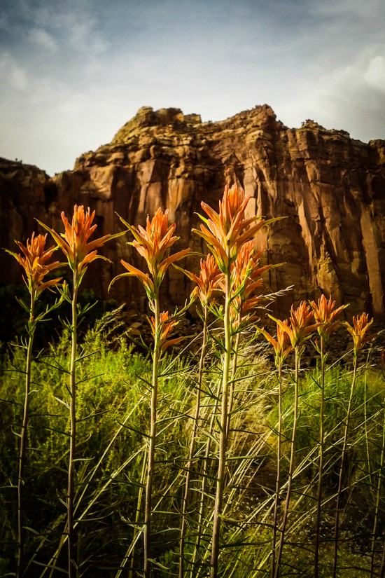 Indian paintbrush at Capitol Reef National Park on northtosouth.us