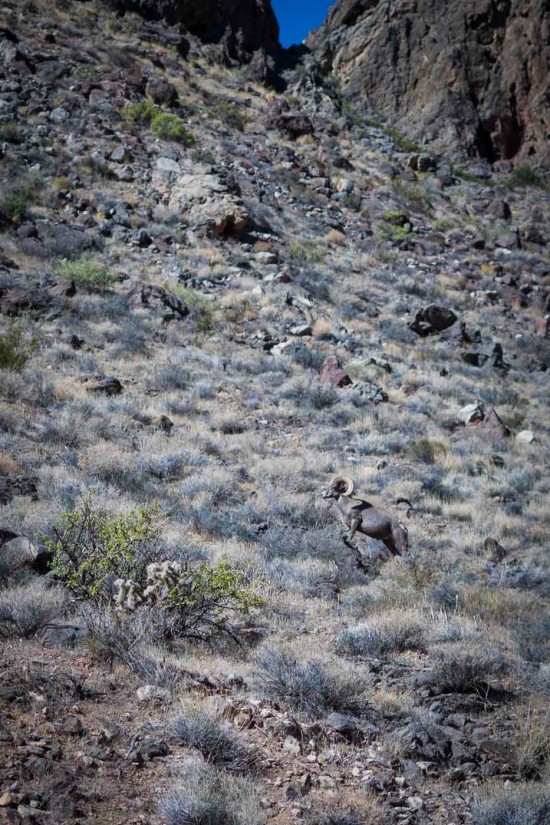 Bighorn Sheep at Valley of Fire State Park, Nevada, USA on northtosouth.us