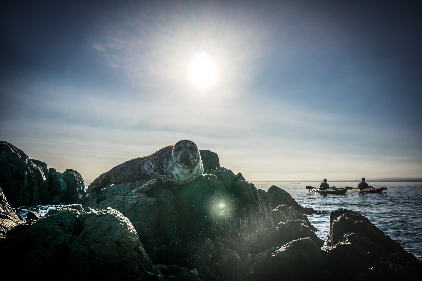 Shot of the Week: Kayak to the Seals of the Brothers Islands