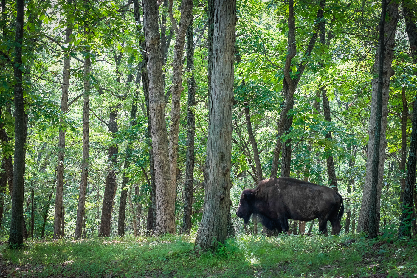 Bison at Lone Elk Park