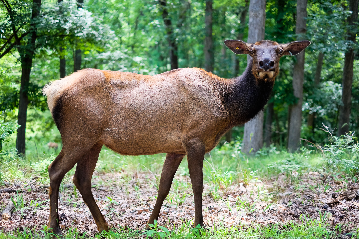 Elk at Lone Elk Park