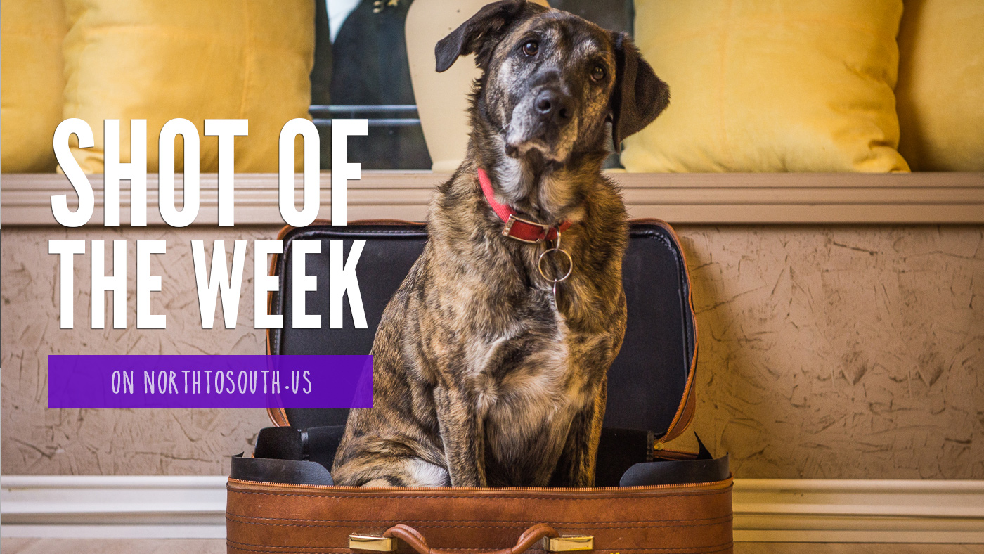 Shot of the Week: My Traveling Dog, Tiger
