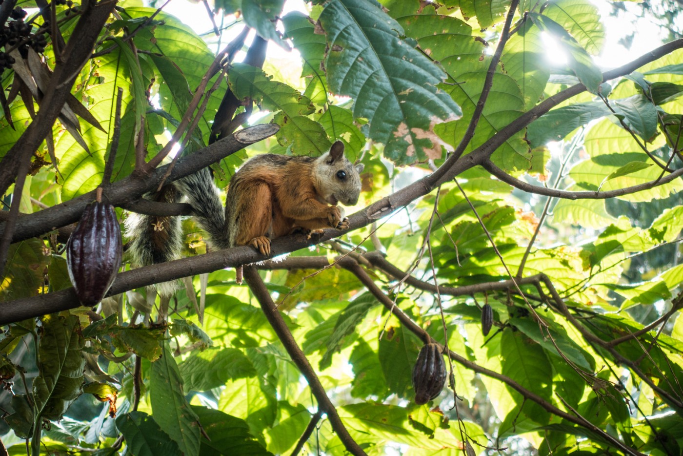 a Costa Rican squirrel on the cacao tree at Cafe Britt
