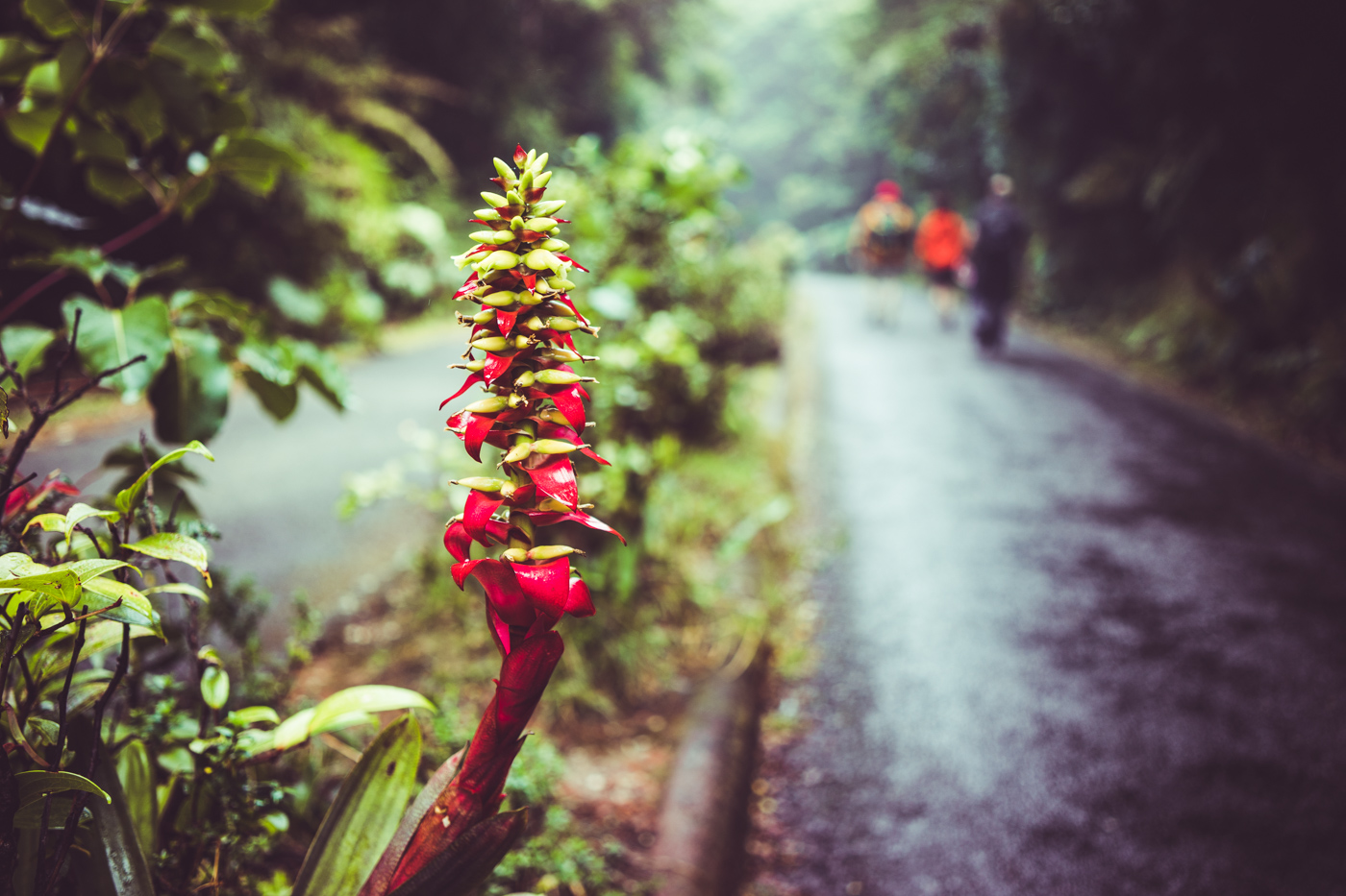 a tropical plant along the path to the Poás volcano