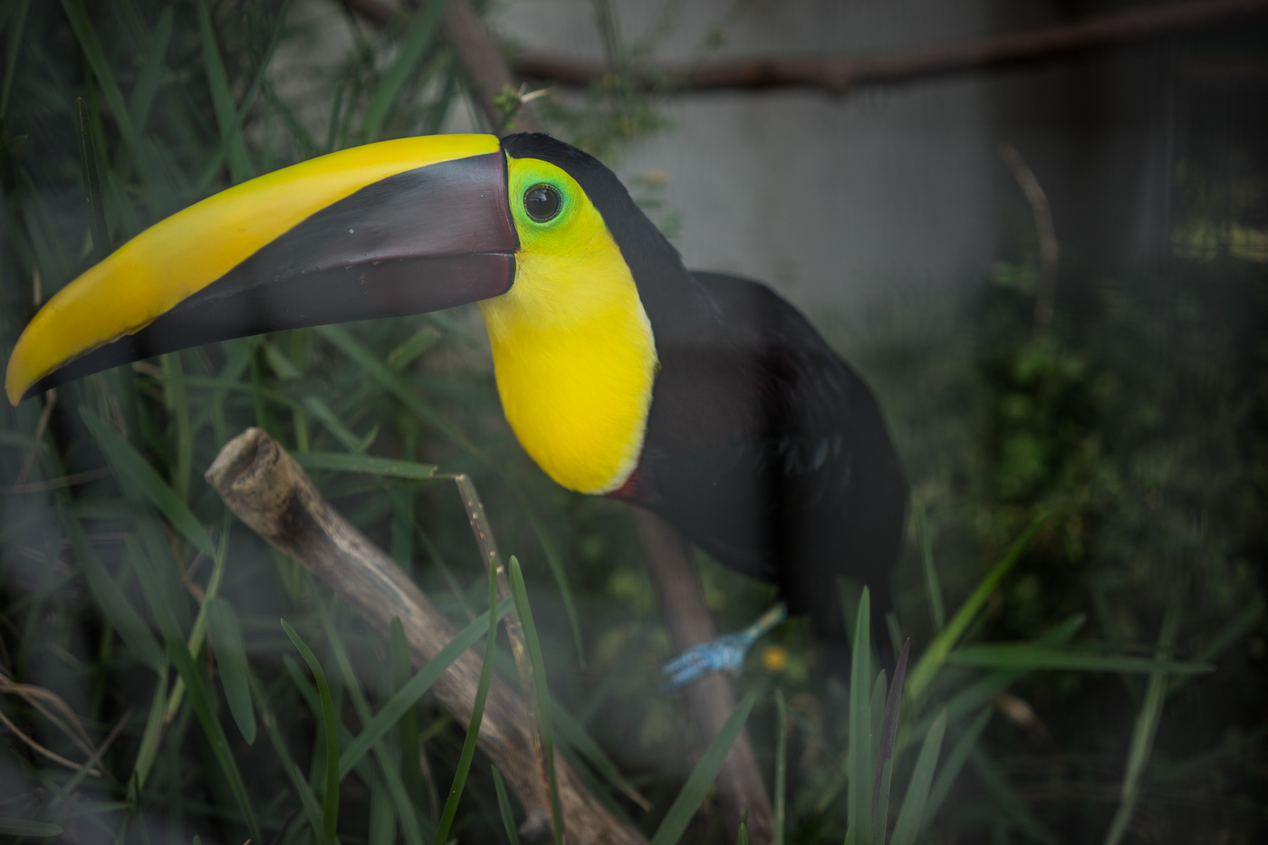 a toucan at the Toucan Rescue Ranch Costa Rica