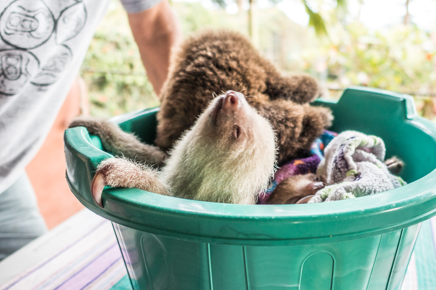 adorable baby sloths at the Toucan Rescue Ranch
