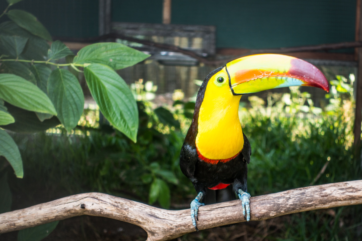 toucan at Toucan Rescue Ranch Costa Rica