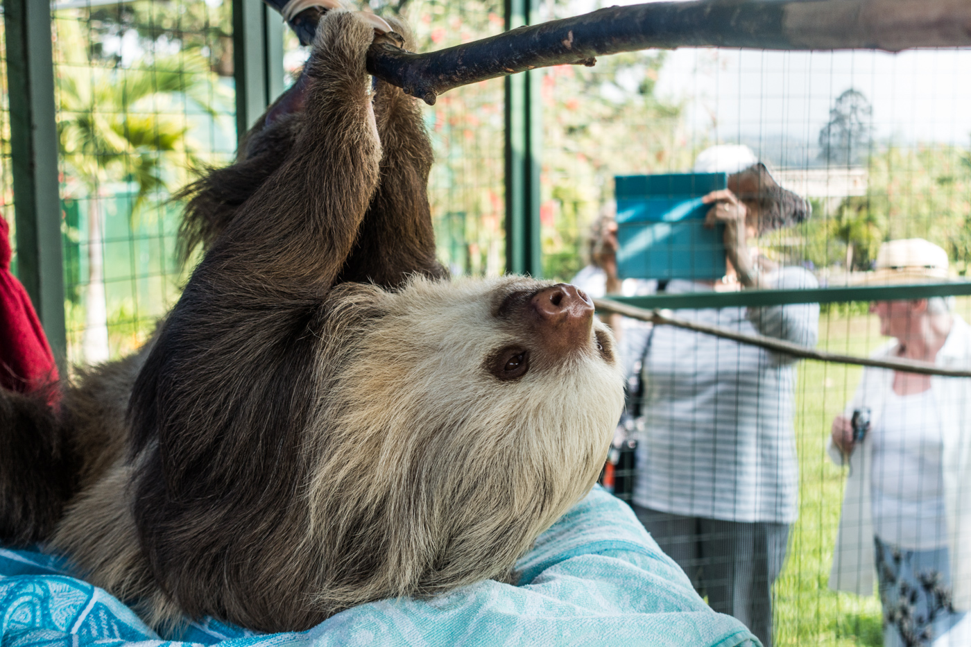 a two-toed sloth at the Toucan Rescue Ranch