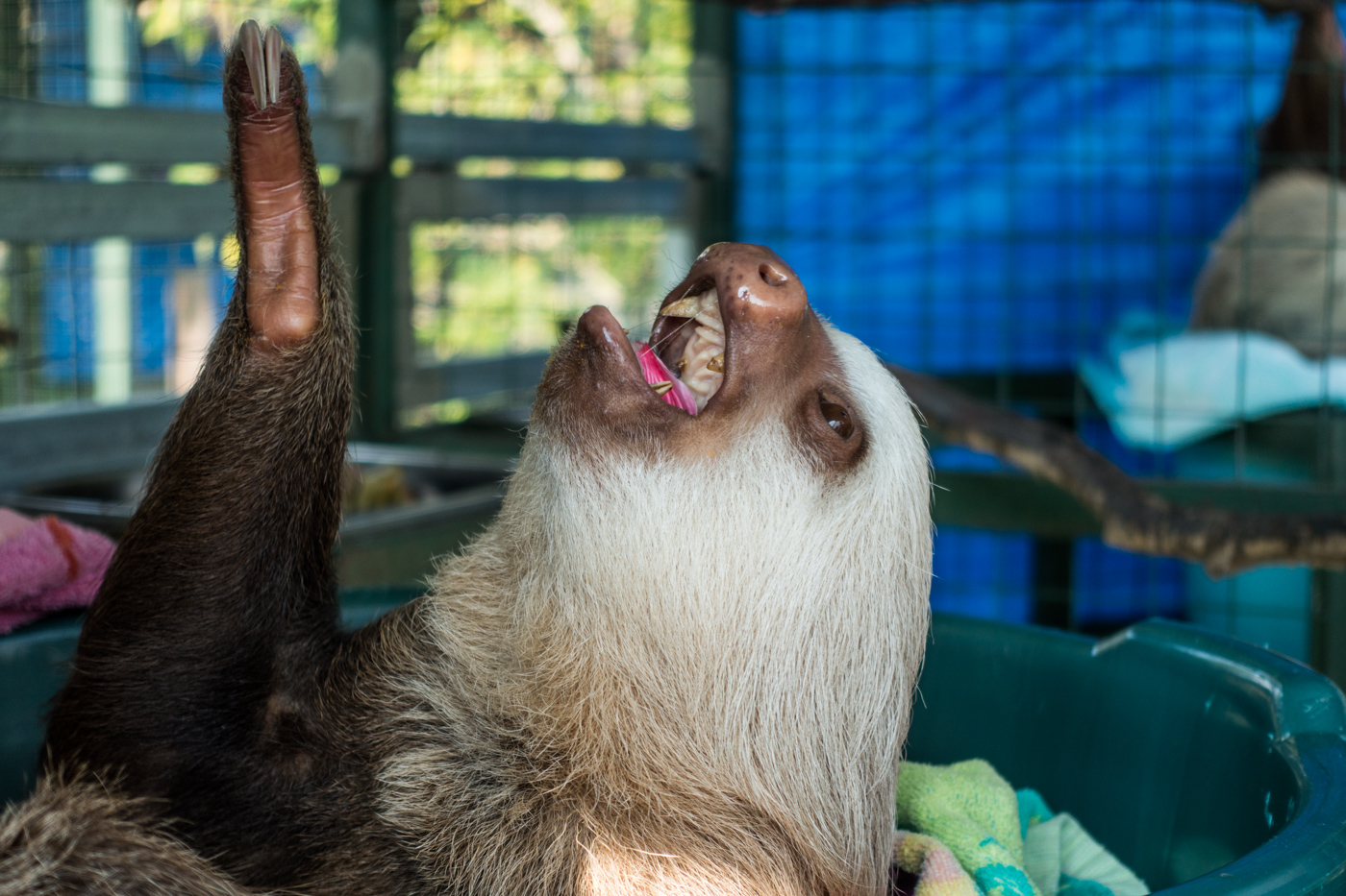 Stella the sloth eating a hibiscus flower