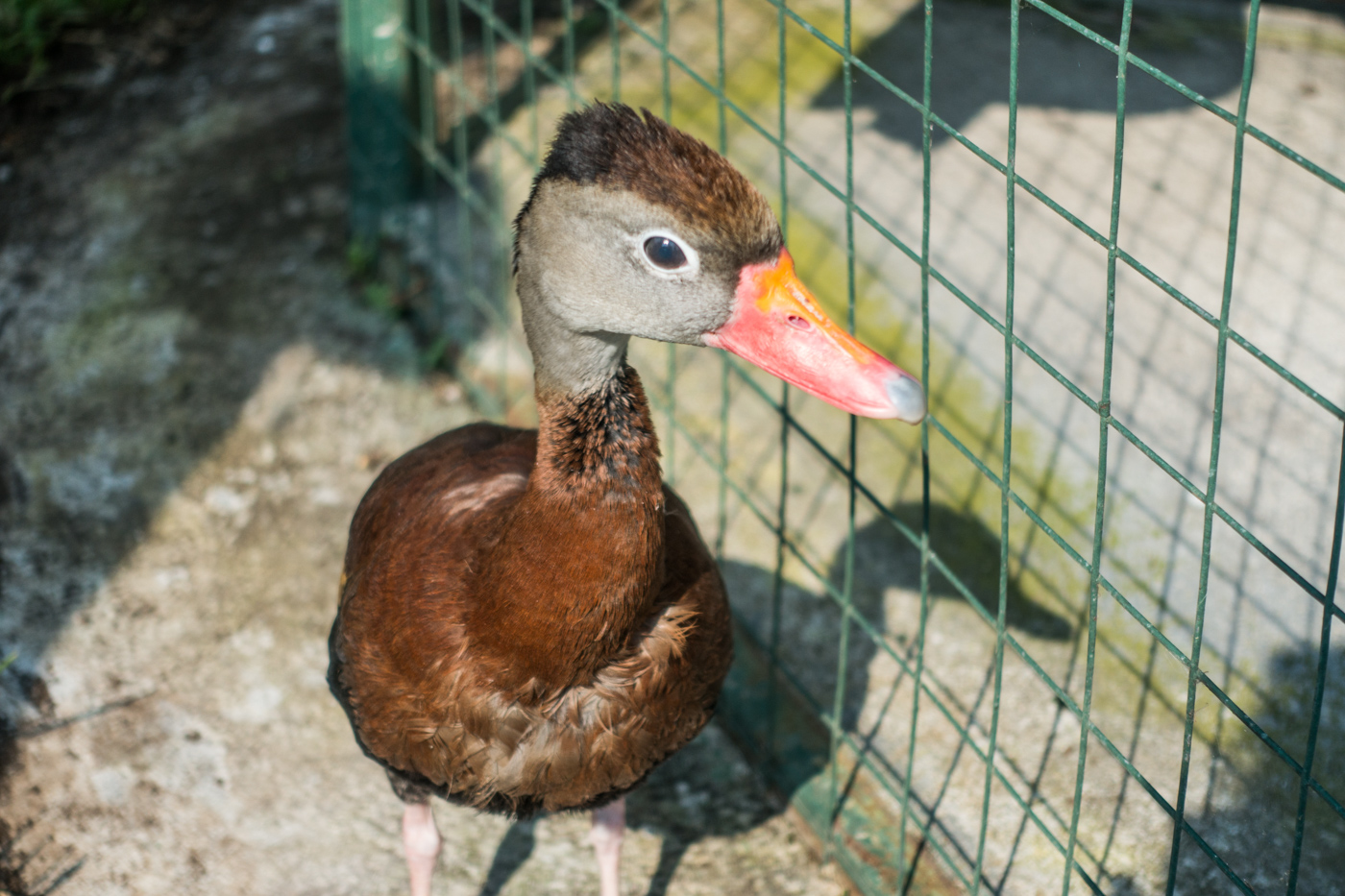 Emma the duck at the Toucan Rescue Ranch