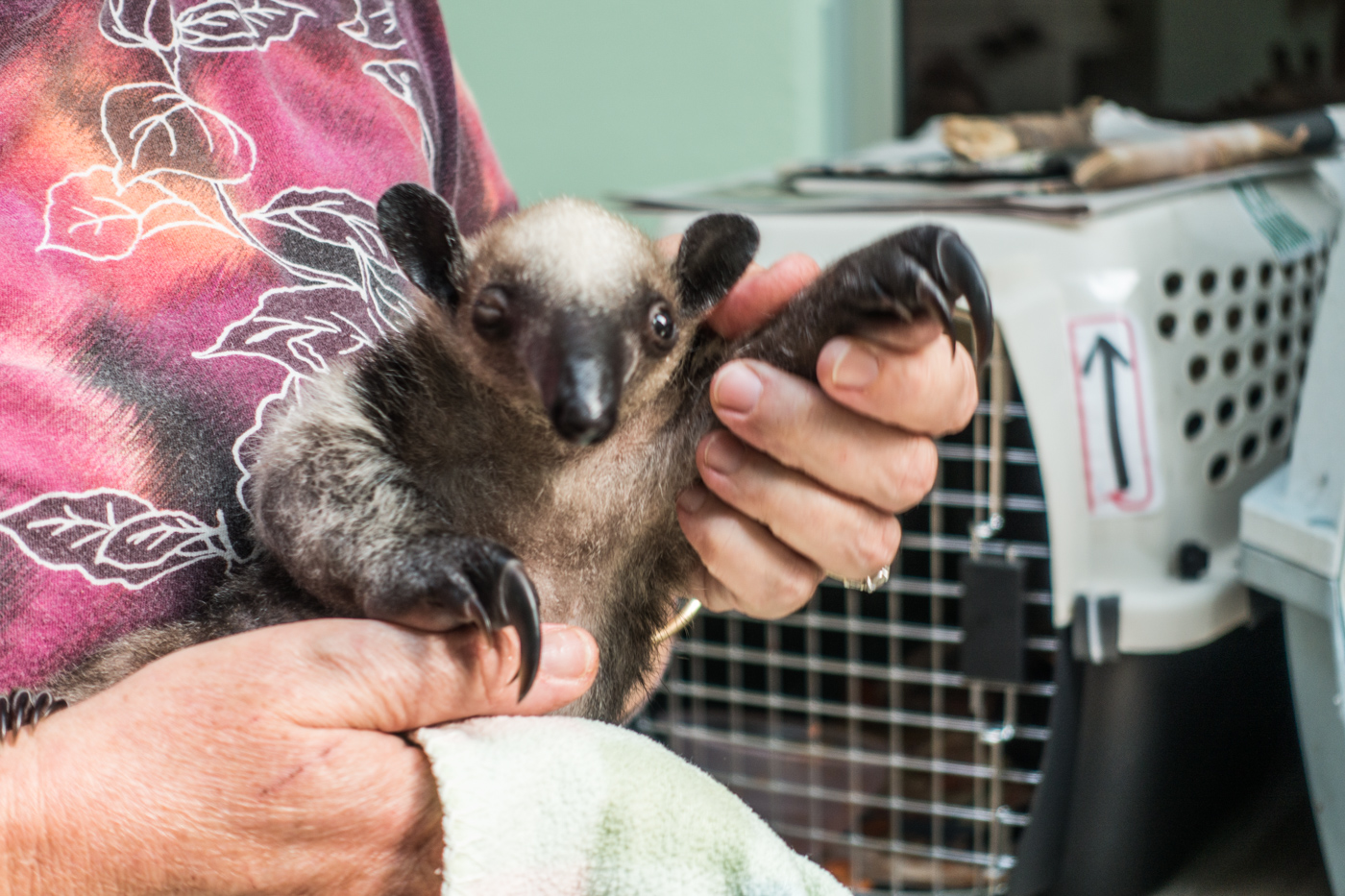baby anteater at Toucan Rescue Ranch