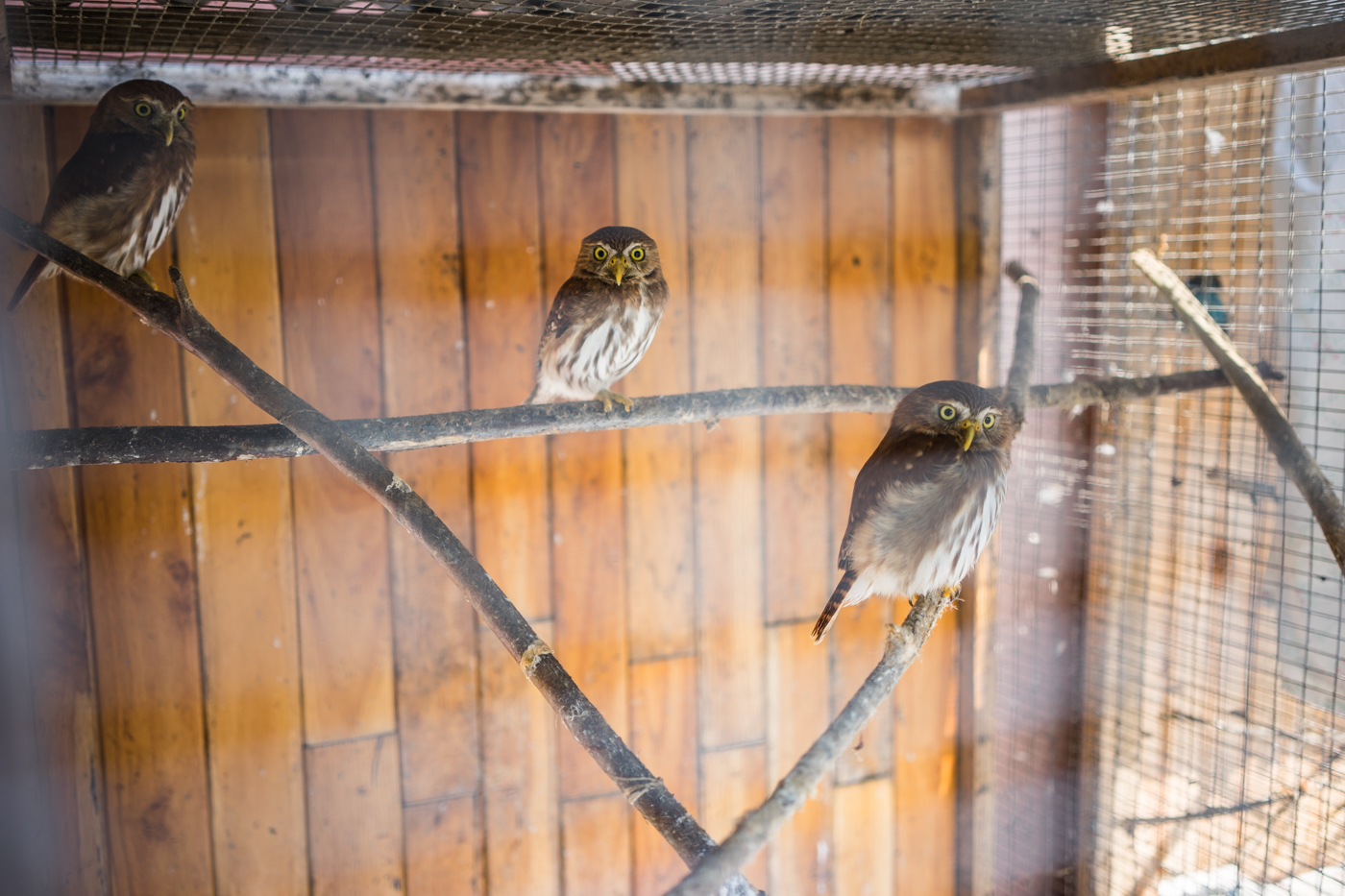pygmy owls at the Toucan Rescue Ranch