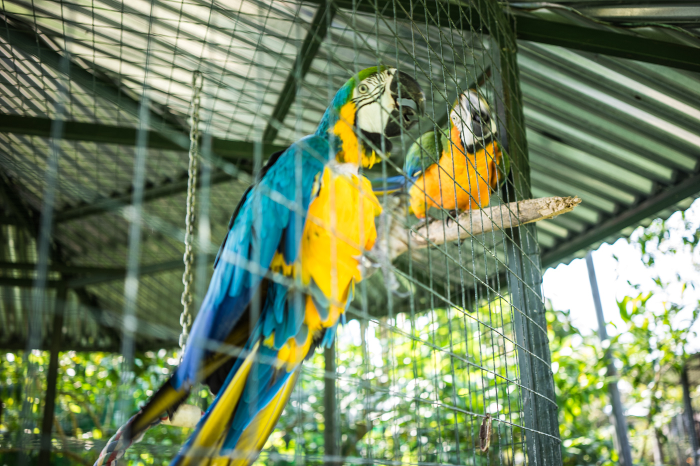 more colorful birds at the Toucan Rescue Ranch