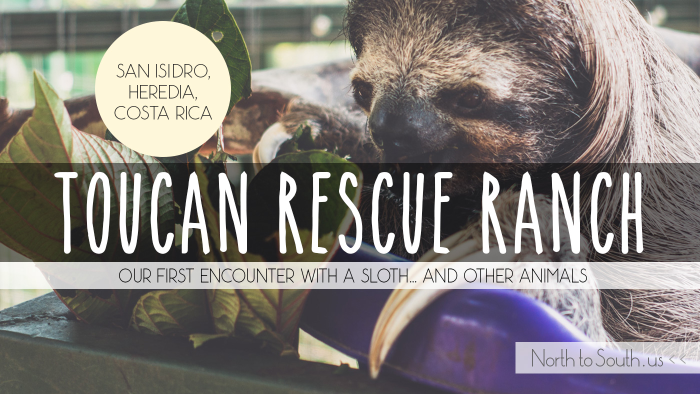 Toucan Rescue Ranch review: our first encounter with a SLOTH... and other animals (San Isidro, Heredia, Costa Rica)