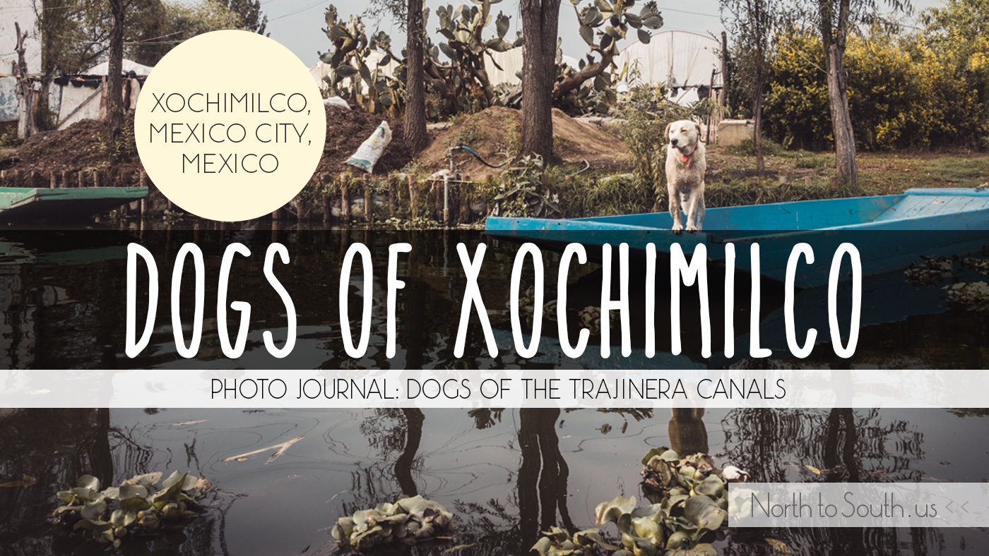 The Dogs of Xochimilco, Perros de Xochimilco, along the trajinera canals (Mexico City, Mexico)