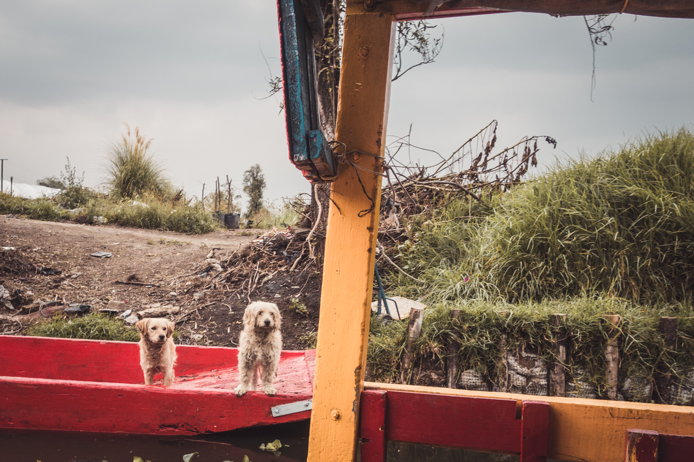 dog on a boat on the Xochimilco canal in Mexico City