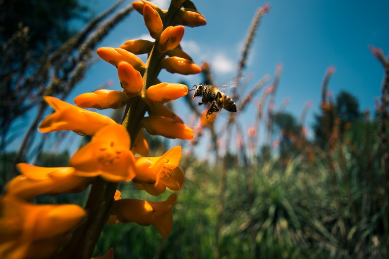 Shot of the Week: Bee and orange flowers at Huntington Botanical Gardens, California, USA