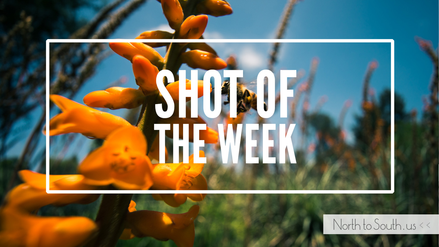 Shot of the Week: Flying Bee and orange flowers at Huntington Botanical Gardens, California, USA