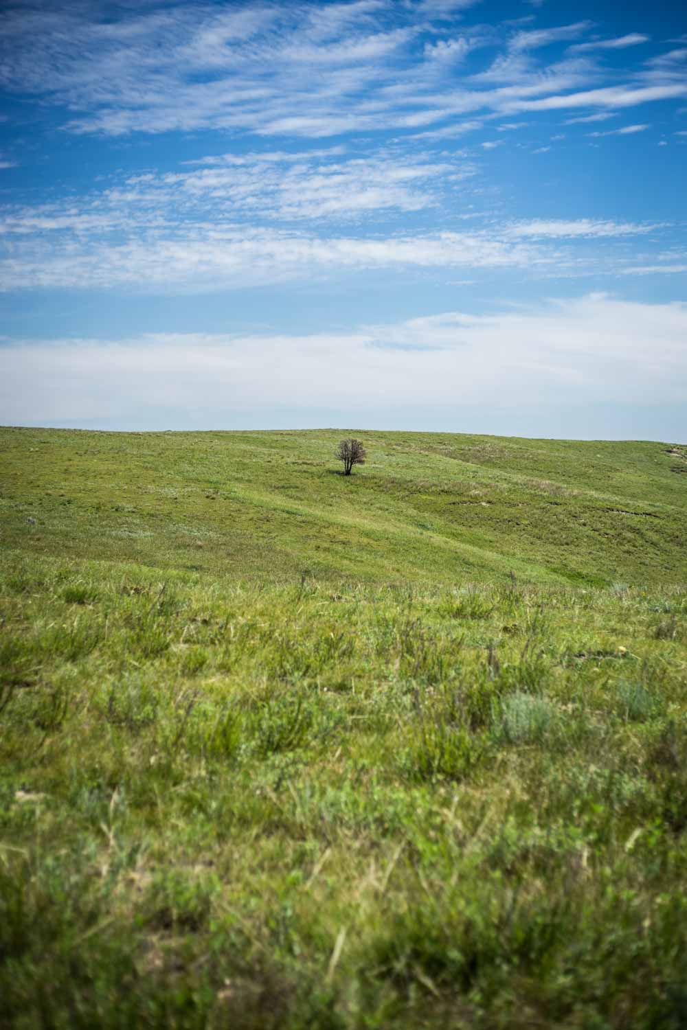 tree growing crooked in Theodore Roosevelt National Park