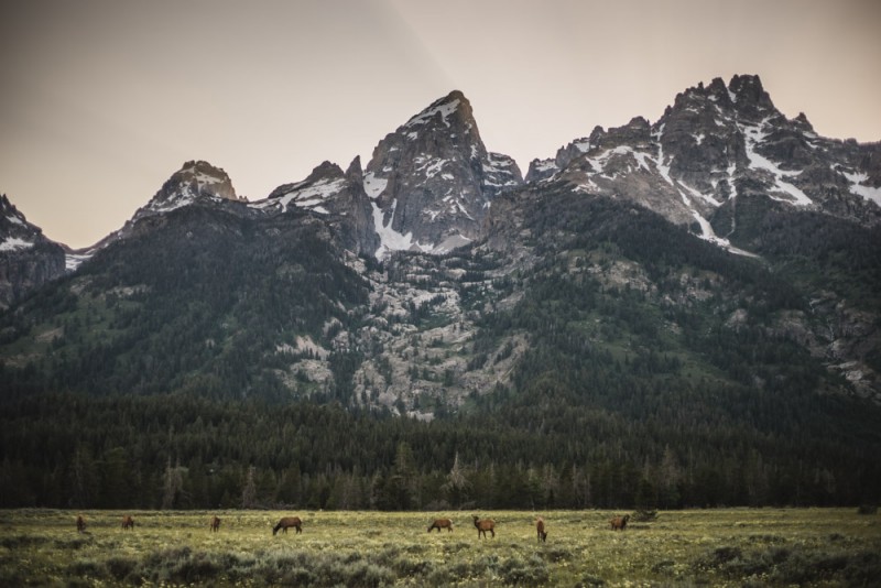 Elk herd at Grand Teton National Park