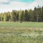 moose sighting in the Wyoming wilderness