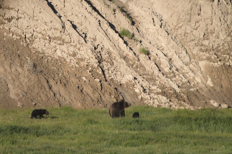 Yellowstone mama bear and cubs