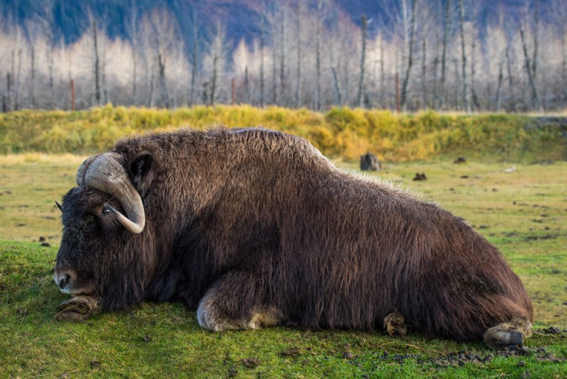 Things to Do in Alaska: Get a Close-up Look at Wildlife at the Alaska Wildlife Conservation Center