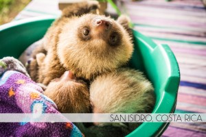 Baby Sloths at the Toucan Rescue Ranch in San Isidro, Costa Rica