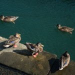 ducks in Boston harbor