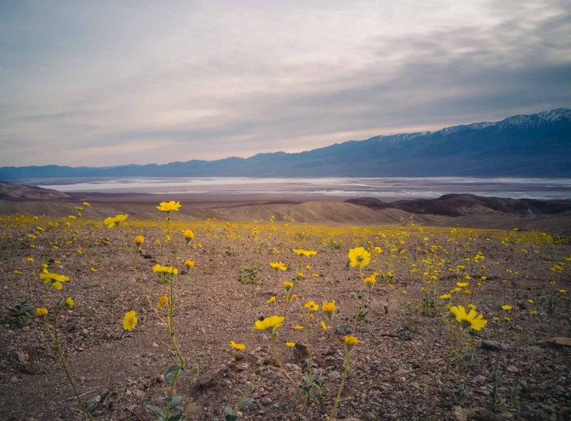 Death Valley Superbloom Spring 2016 on North to South: a Photo Journal