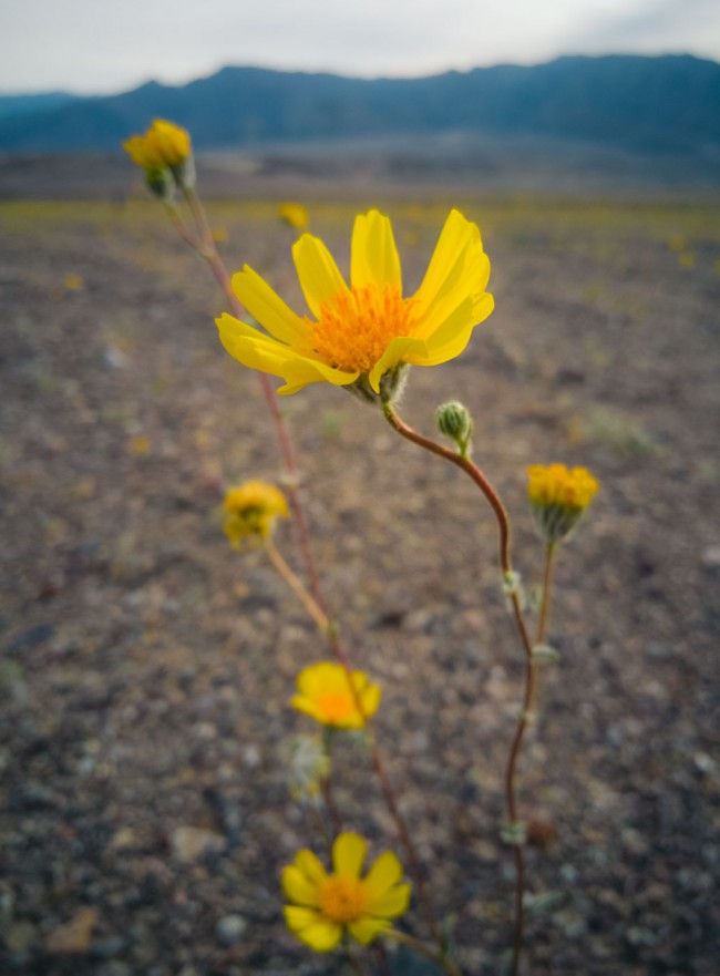 Death Valley Superbloom Spring 2016 on North to South: a Photo Journal