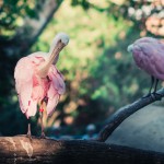 North to South U.S. road trip recap week eighteen | International Zoo "flamingapus"