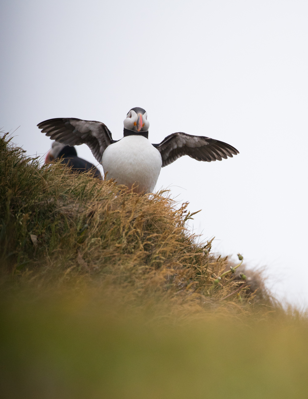 Puffin Watching on Iceland's Southern Coast (Dyrhólaey, Iceland) -- photography by North to South
