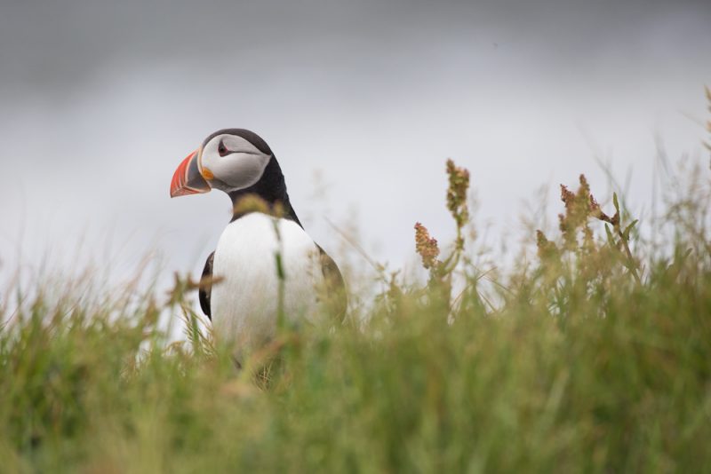 Puffin Watching on Iceland's Southern Coast (Dyrhólaey, Iceland) -- photography by North to South