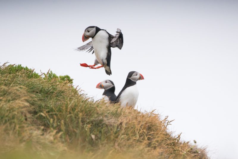 Puffin Watching on Iceland's Southern Coast (Dyrhólaey, Iceland) -- photography by North to South