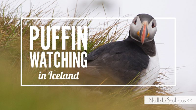 Puffin Watching on Iceland's Southern Coast (Dyrhólaey, Iceland) 