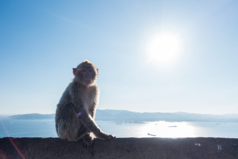Hiking to the Top of the Rock of Gibraltar | barbary macaques of Gibraltar