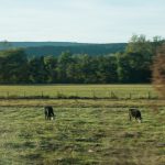 U.S. Road Trip Re-Cap: Week Nineteen -- cows and green pastures in West Virginia