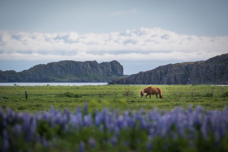 Icelandic Horse with purple lupines in Iceland
