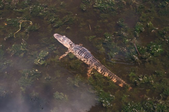 Alligator in Anderson Park, Florida