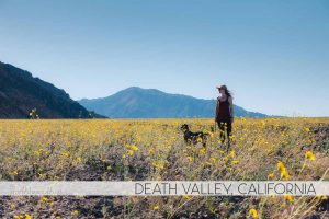 Death Valley, California Superbloom