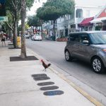 Key West, Florida chicken