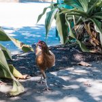 Key West, Florida chicken