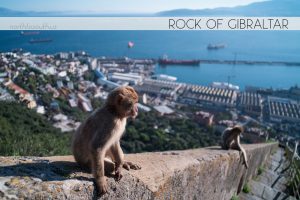 Monkeys (Macaques) at the Rock of Gibraltar